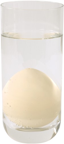 Growing eggs dinosaurs-2