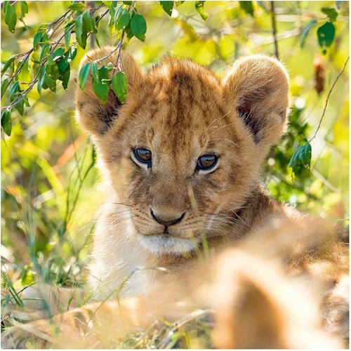 Ravensburger puzzle animales rompecabezas Panda, Tigre y León 3x49 piezas-2