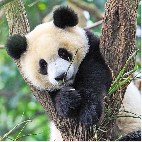 Ravensburger puzzle animales rompecabezas Panda, Tigre y León 3x49 piezas-3