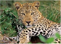 Ravensburger puzzle leopardo rompecabezas infantil 100 piezas XXL cartón-2