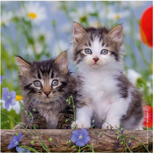 Ravensburger puzzle gatos - 3x49 piezas - puzzle infantil de animales-2