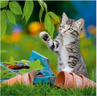 Ravensburger puzzle gatos - 3x49 piezas - puzzle infantil de animales-3