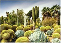 Ravensburger puzzle Huntington Desert Garden 1000 piezas paisaje-2