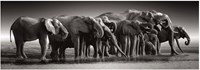 Clementoni puzzle - 1000 piezas panorama Herd of Giants HQC caja compacta-2