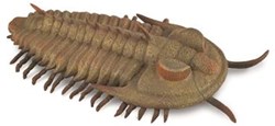 COLLECTA Redlichia Rex Trilobite - (L)