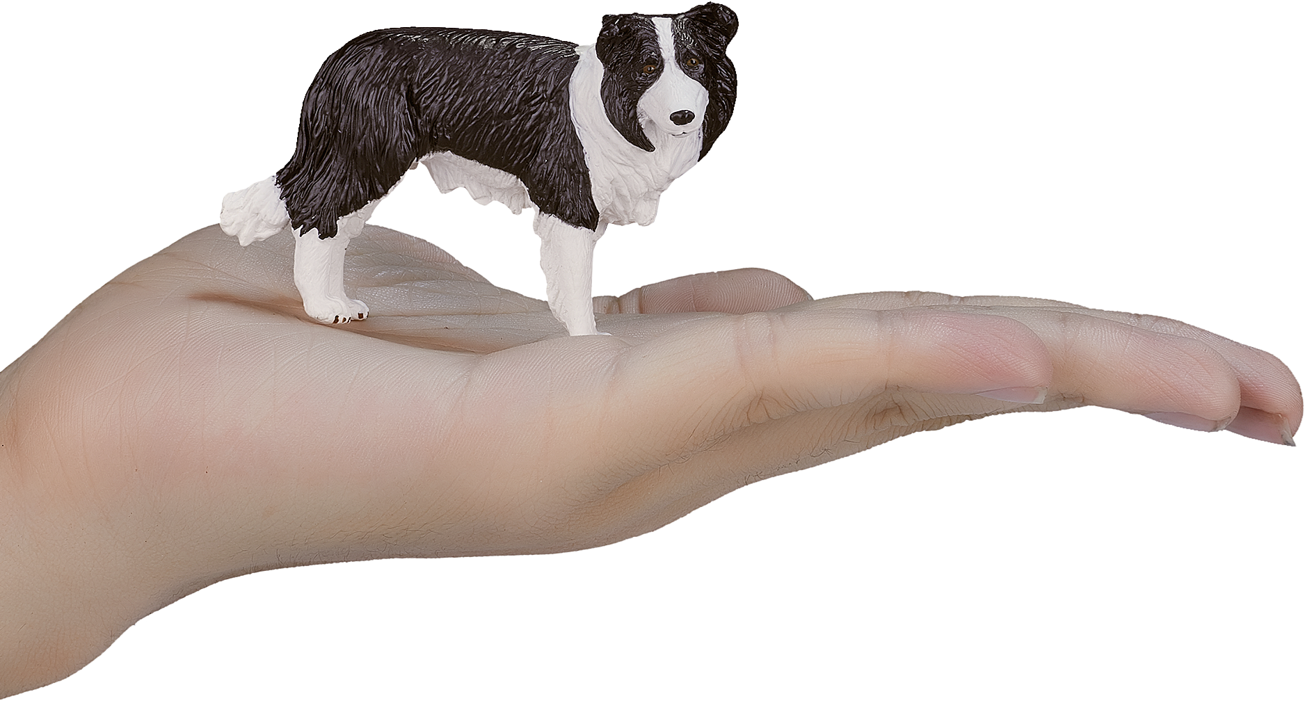 Fondos De Pantalla 3840x2400 Perro Border Collie Animalia Descargar