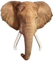 MADD CAPP I Am - Elefante