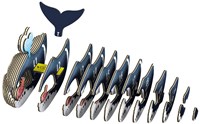 EUGY EUGY 3D - Ballena de Groenlandia-3