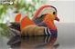 Eugy puzzle 3D Pato Mandarín kit creativo animales cartón niños-3