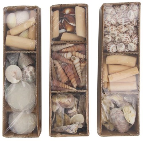 Schelpen in tray 28x8x8cm