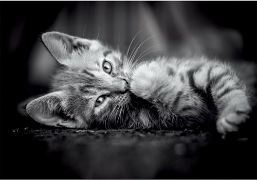 Clementoni puzzle gatito 1000 piezas compacto - rompecabezas adultos animales-2