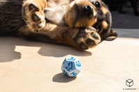 Q-Workshop set de dados perros Max - juego educativo para niños y adultos-3
