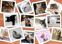 Grafika puzzle gatos - collage de animales rompecabezas 2000 piezas