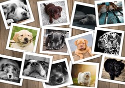 Grafika Chiens -  Teile