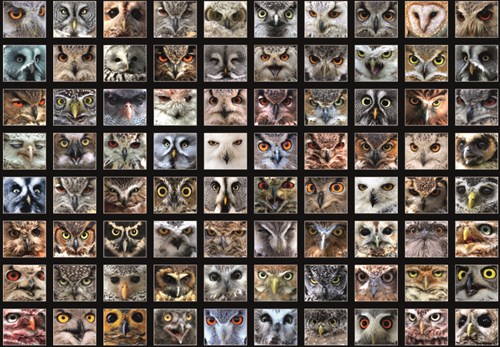 Roovi puzzle collage búhos 1000 piezas cartón adultos