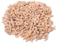 Colorations conchas juguete Turrid 400g manualidades creativas