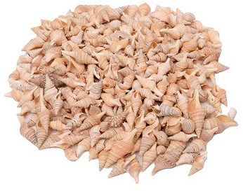 Colorations conchas juguete Turrid 400g manualidades creativas