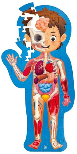 Hape puzzle Cuerpo Humano - puzzle educativo para niños 1 metro-2