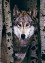 Eurographics Grauer Wolf - 1000 Teile