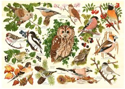 HOP - House of Puzzles XXL Pieces - Woodland Birds -  Teile