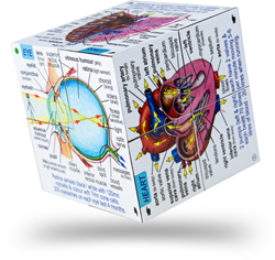 BigJigs Cuerpo Humano