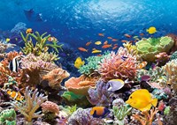 Castorland puzzle - rompecabezas arrecife de coral peces - 1000 piezas - naturaleza