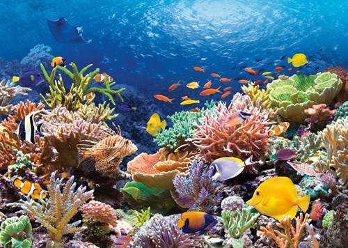 Castorland puzzle - rompecabezas arrecife de coral peces - 1000 piezas - naturaleza