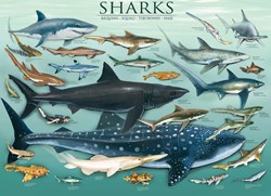 Eurographics puzzle tiburones - puzzle animales 1000 piezas