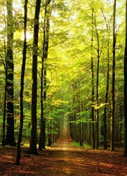 Eurographics Im Wald - 1000 Teile