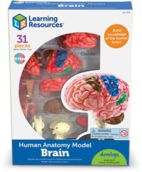 Learning Resources Learning Resources - Anatomy Model - Brain