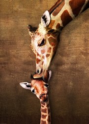 Eurographics Mutter- und Babygiraffe - 1000 Teile