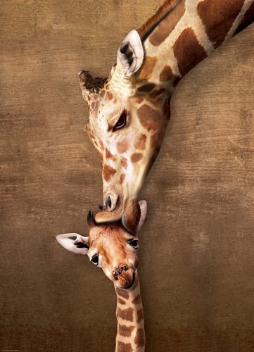 Eurographics puzzle animales Jirafa madre y bebé - 1000 piezas cartón