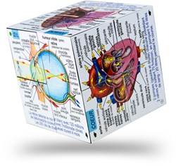 Bigjigs Cuerpo Humano